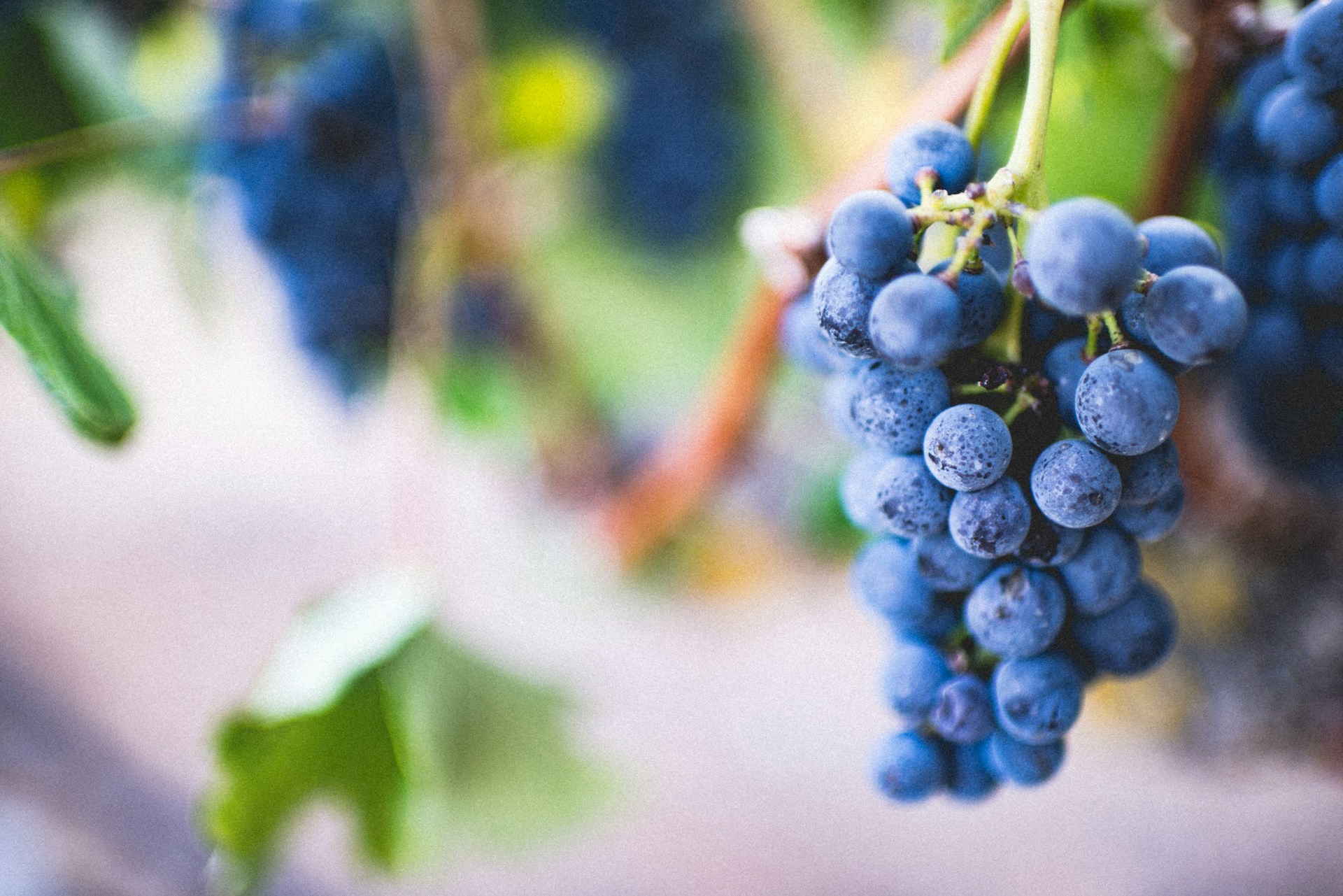 Wine tour Sardinia